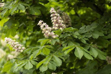 Baharda parkta çiçek ve kestane yaprakları. Yaygın kestane çiçekleri