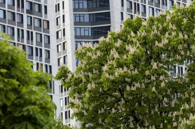 Önlerinde bulunan yemyeşil çiçek açan kestane ağaçlarının zemininde gururla duran yüksek binalar manzaranın güzelliğini artırıyor..