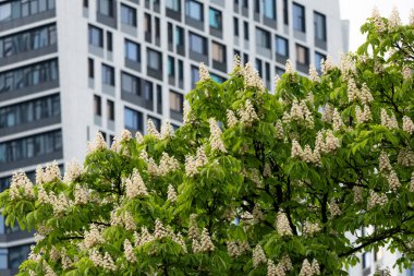 Önlerinde bulunan yemyeşil çiçek açan kestane ağaçlarının zemininde gururla duran yüksek binalar manzaranın güzelliğini artırıyor..