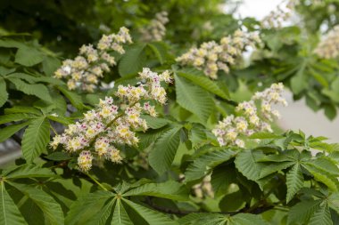 Baharda parkta çiçek ve kestane yaprakları. Yaygın kestane çiçekleri