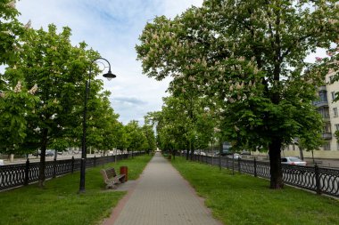 Çiçek açan kestane ağaçlarıyla dolu boş bir sokak. Bulvarları ve arabaları olan modern bir metropolde doğanın bir köşesi..
