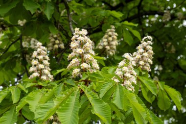 Baharda parkta çiçek ve kestane yaprakları. Yaygın kestane çiçekleri