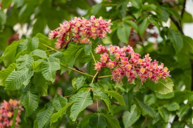 Baharda parkta canlı çiçekler ve kırmızı at kestanesi yaprakları. Yaygın kestane çiçekleri