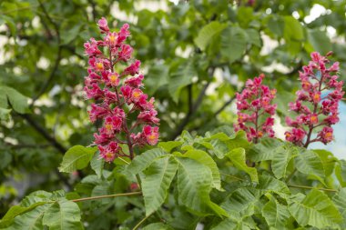 Baharda parkta canlı çiçekler ve kırmızı at kestanesi yaprakları. Yaygın kestane çiçekleri