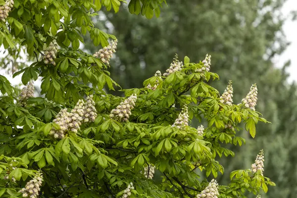 Baharda parkta çiçek ve kestane yaprakları. Yaygın kestane çiçekleri