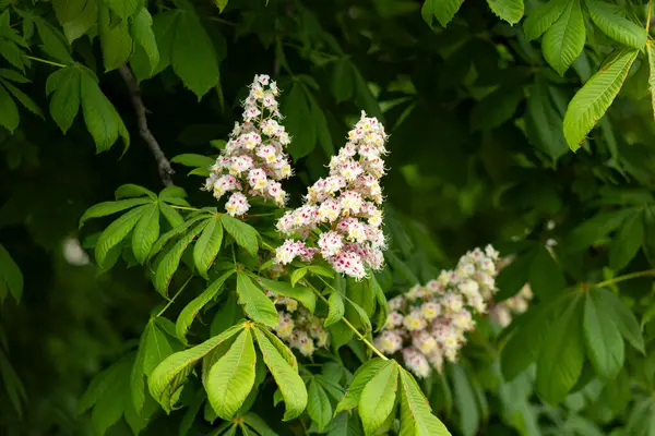 Baharda parkta çiçek ve kestane yaprakları. Yaygın kestane çiçekleri