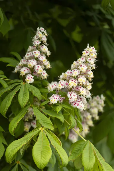 Baharda parkta çiçek ve kestane yaprakları. Yaygın kestane çiçekleri