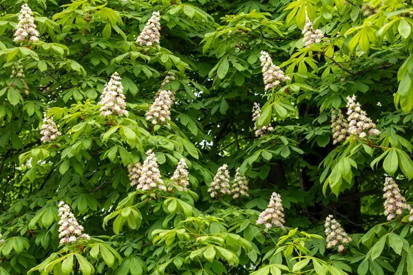 Baharda parkta çiçek ve kestane yaprakları. Yaygın kestane çiçekleri