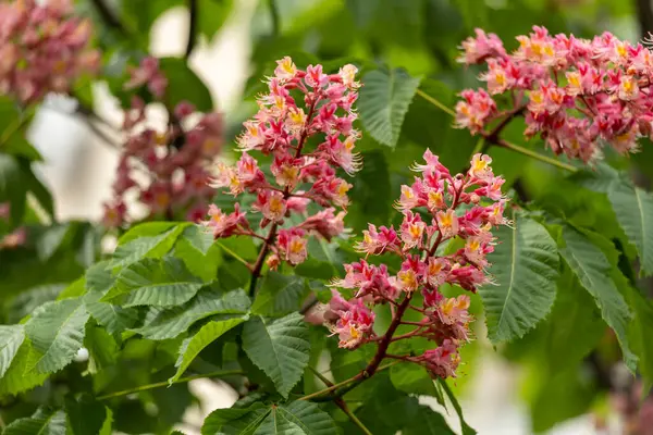 Baharda parkta canlı çiçekler ve kırmızı at kestanesi yaprakları. Yaygın kestane çiçekleri