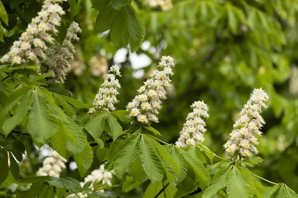 Baharda parkta çiçek ve kestane yaprakları. Yaygın kestane çiçekleri