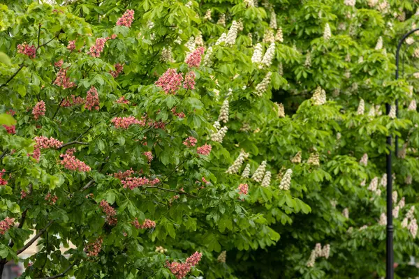 Baharda parkta çiçek ve kestane yaprakları. Yaygın kestane çiçekleri