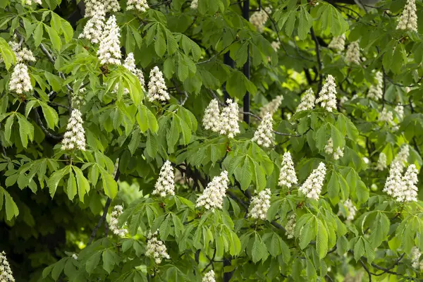 Baharda parkta çiçek ve kestane yaprakları. Yaygın kestane çiçekleri