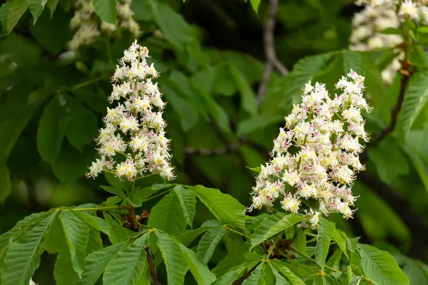 Baharda parkta çiçek ve kestane yaprakları. Yaygın kestane çiçekleri