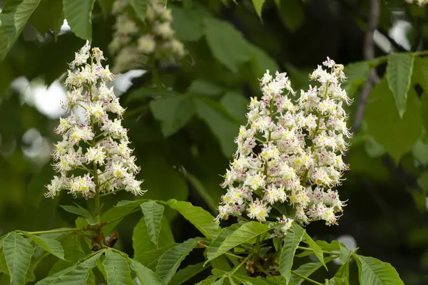 Baharda parkta çiçek ve kestane yaprakları. Yaygın kestane çiçekleri