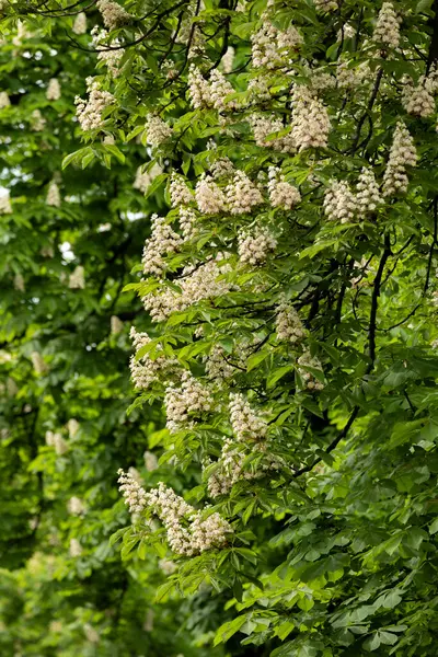 Baharda parkta çiçek ve kestane yaprakları. Yaygın kestane çiçekleri