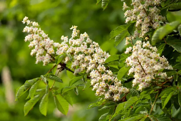 Baharda parkta çiçek ve kestane yaprakları. Yaygın kestane çiçekleri