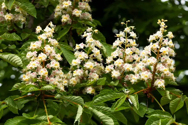 Baharda parkta çiçek ve kestane yaprakları. Yaygın kestane çiçekleri
