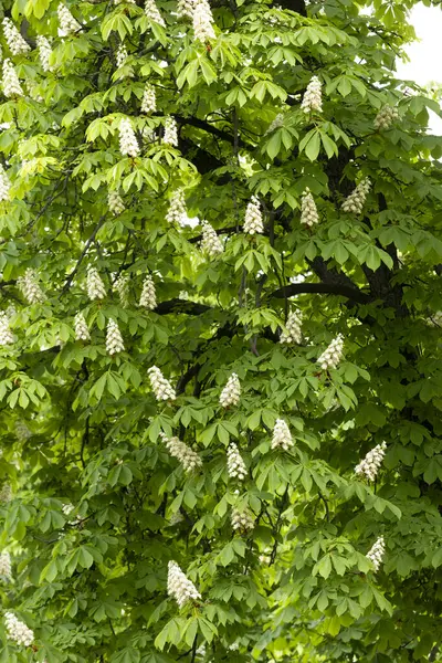 Baharda parkta çiçek ve kestane yaprakları. Yaygın kestane çiçekleri