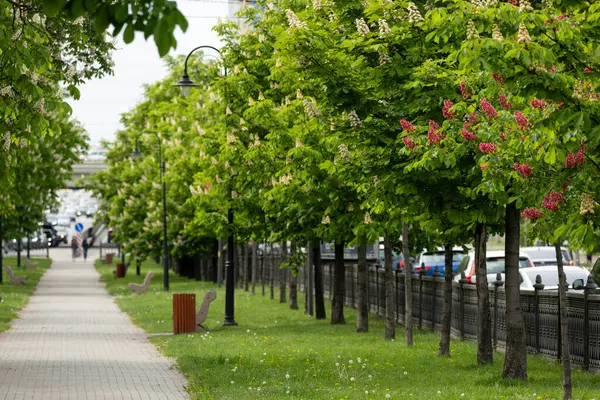 Çiçek açan kestane ağaçlarıyla dolu boş bir sokak. Bulvarları ve arabaları olan modern bir metropolde doğanın bir köşesi..