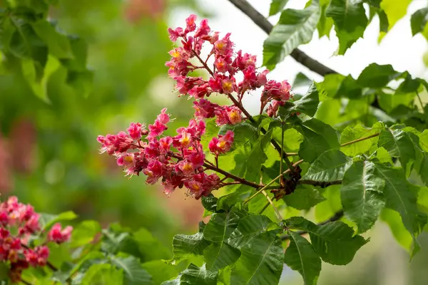 Baharda parkta canlı çiçekler ve kırmızı at kestanesi yaprakları. Yaygın kestane çiçekleri