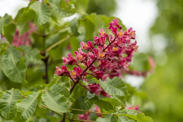 Baharda parkta canlı çiçekler ve kırmızı at kestanesi yaprakları. Yaygın kestane çiçekleri