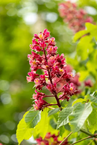 Baharda parkta canlı çiçekler ve kırmızı at kestanesi yaprakları. Yaygın kestane çiçekleri