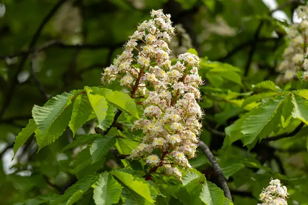 Baharda parkta çiçek ve kestane yaprakları. Yaygın kestane çiçekleri