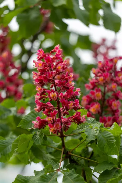 Baharda parkta canlı çiçekler ve kırmızı at kestanesi yaprakları. Yaygın kestane çiçekleri