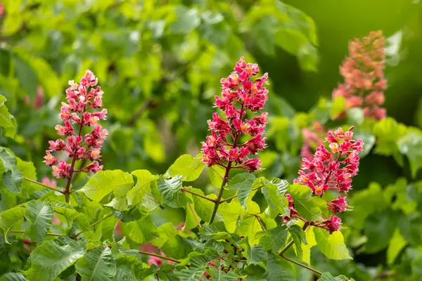 Baharda parkta canlı çiçekler ve kırmızı at kestanesi yaprakları. Yaygın kestane çiçekleri