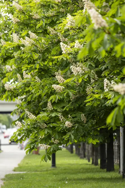 Çiçek açan kestane ağaçlarıyla dolu boş bir sokak. Bulvarları ve arabaları olan modern bir metropolde doğanın bir köşesi..