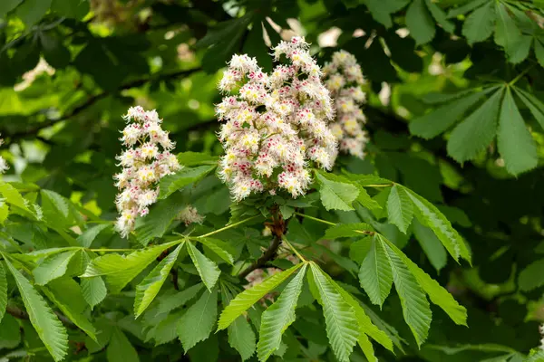 Baharda parkta çiçek ve kestane yaprakları. Yaygın kestane çiçekleri