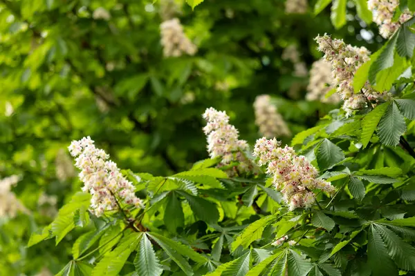 Baharda parkta çiçek ve kestane yaprakları. Yaygın kestane çiçekleri