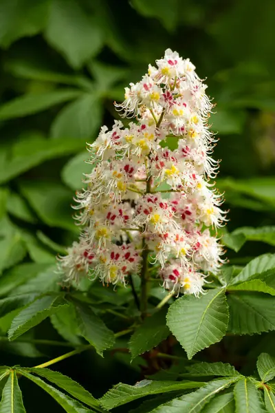 Baharda parkta çiçek ve kestane yaprakları. Yaygın kestane çiçekleri