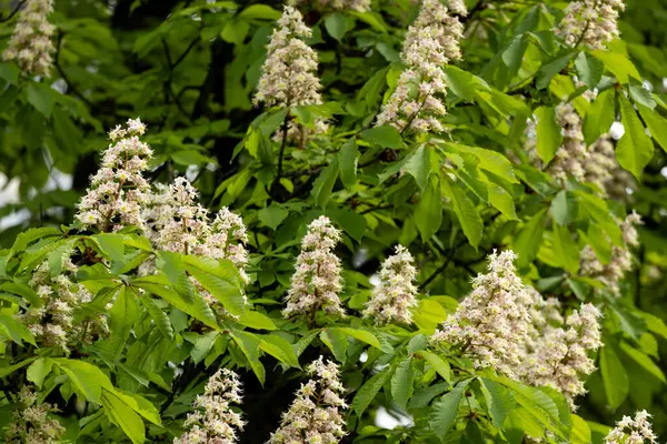 Baharda parkta çiçek ve kestane yaprakları. Yaygın kestane çiçekleri