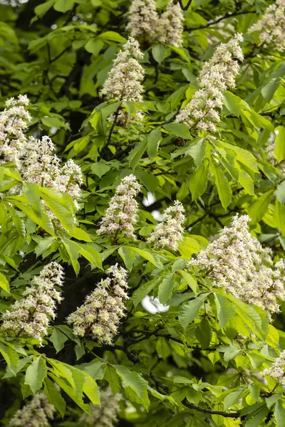 Baharda parkta çiçek ve kestane yaprakları. Yaygın kestane çiçekleri
