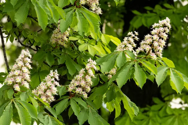 Baharda parkta çiçek ve kestane yaprakları. Yaygın kestane çiçekleri