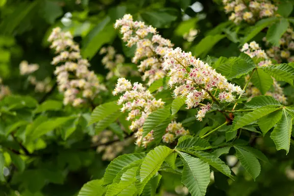 Baharda parkta çiçek ve kestane yaprakları. Yaygın kestane çiçekleri
