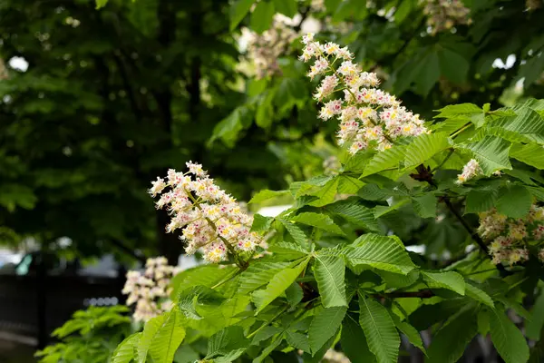 Baharda parkta çiçek ve kestane yaprakları. Yaygın kestane çiçekleri