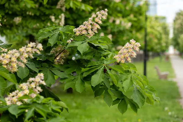 Baharda parkta çiçek ve kestane yaprakları. Yaygın kestane çiçekleri