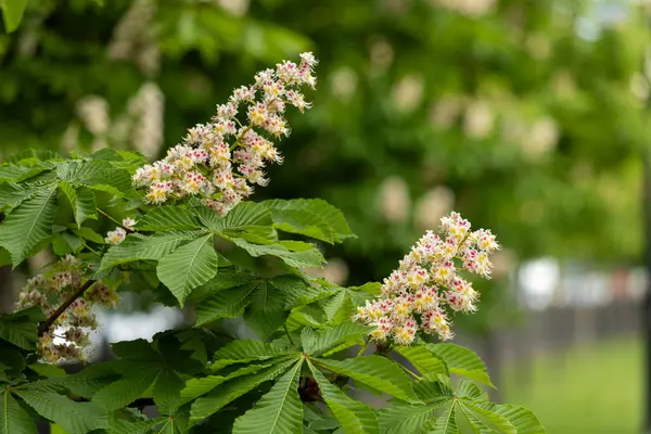 Baharda parkta çiçek ve kestane yaprakları. Yaygın kestane çiçekleri