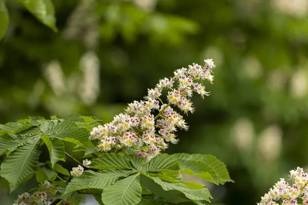Baharda parkta çiçek ve kestane yaprakları. Yaygın kestane çiçekleri