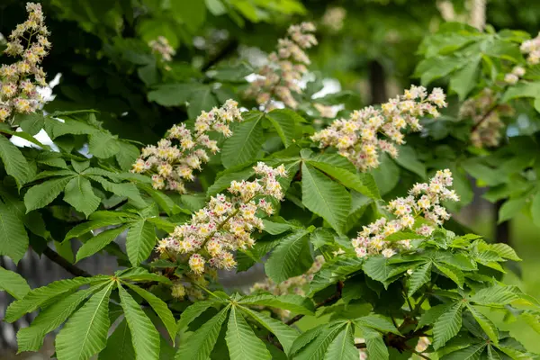 Baharda parkta çiçek ve kestane yaprakları. Yaygın kestane çiçekleri