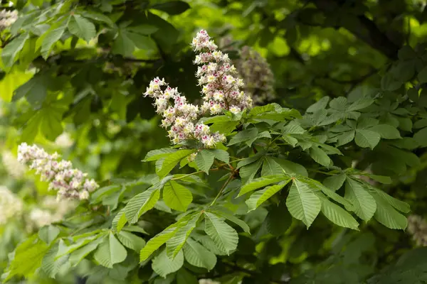 Baharda parkta çiçek ve kestane yaprakları. Yaygın kestane çiçekleri