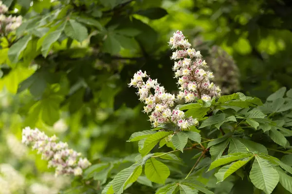 Baharda parkta çiçek ve kestane yaprakları. Yaygın kestane çiçekleri