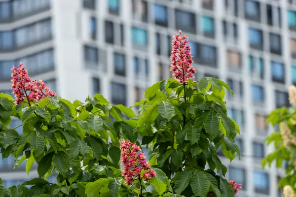 Önlerinde bulunan yemyeşil çiçek açan kestane ağaçlarının zemininde gururla duran yüksek binalar manzaranın güzelliğini artırıyor..