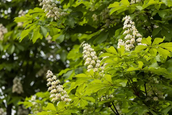 Baharda parkta çiçek ve kestane yaprakları. Yaygın kestane çiçekleri