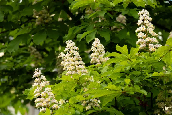 Baharda parkta çiçek ve kestane yaprakları. Yaygın kestane çiçekleri