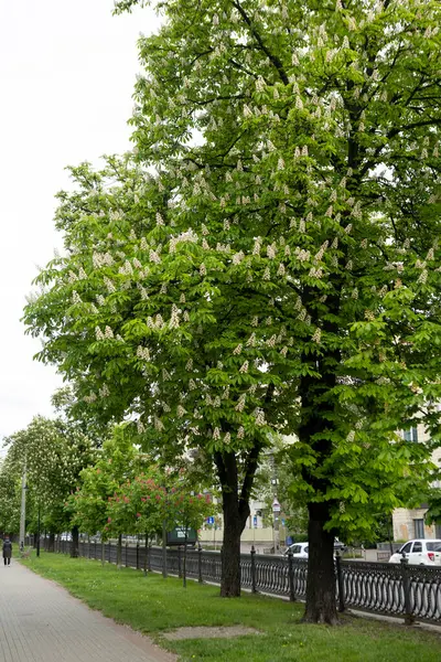 Çiçek açan kestane ağaçlarıyla dolu boş bir sokak. Bulvarları ve arabaları olan modern bir metropolde doğanın bir köşesi..
