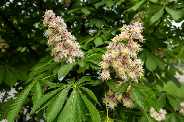Baharda parkta çiçek ve kestane yaprakları. Yaygın kestane çiçekleri