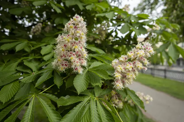 Baharda parkta çiçek ve kestane yaprakları. Yaygın kestane çiçekleri